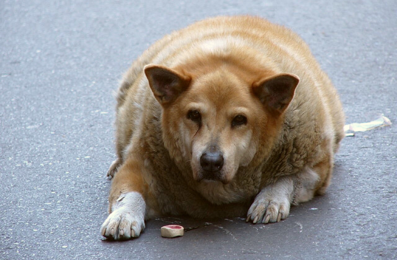 Obesity in Dogs Healthy Paws