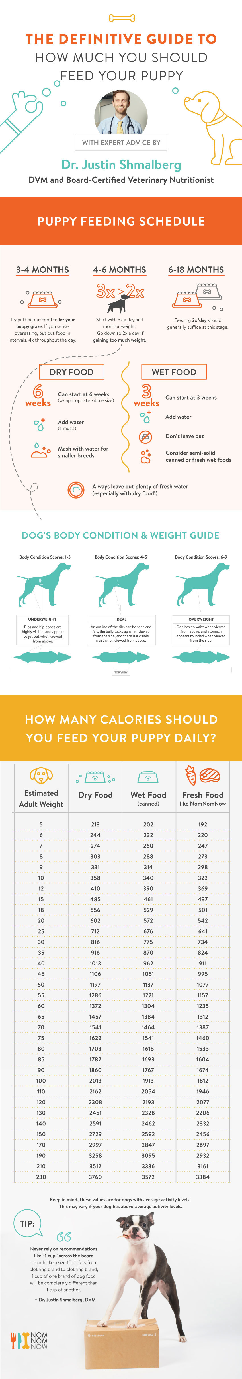 puppy feeding guide infographic