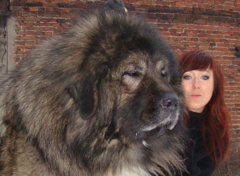 Russian Caucasian dog