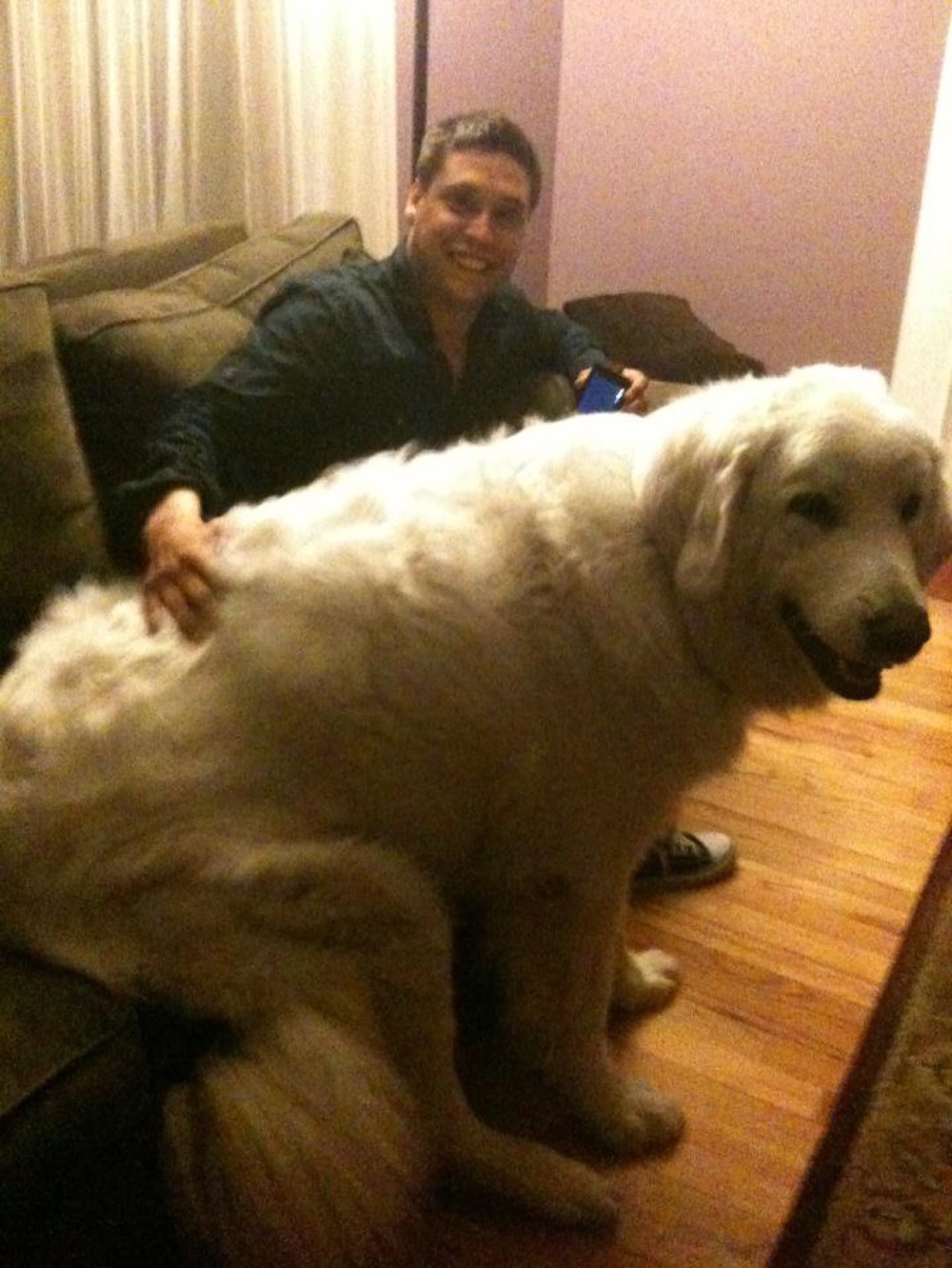 Giant dog on couch 
