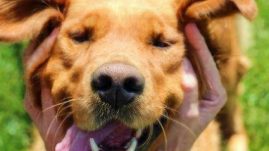 How to Cure Crazy Bad Dog Breath