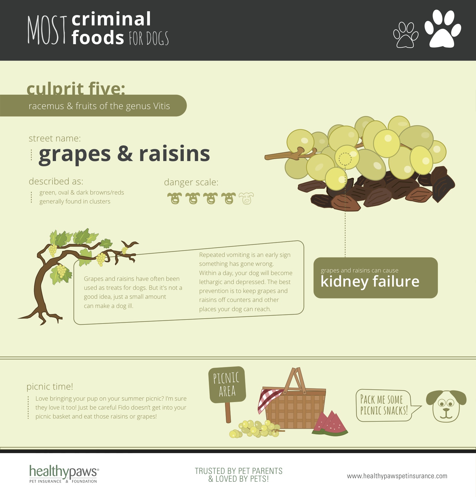 why are raisins so bad for dogs