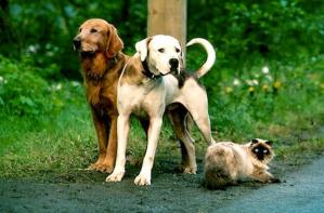 Two dogs and cat from Homeward Bound movie