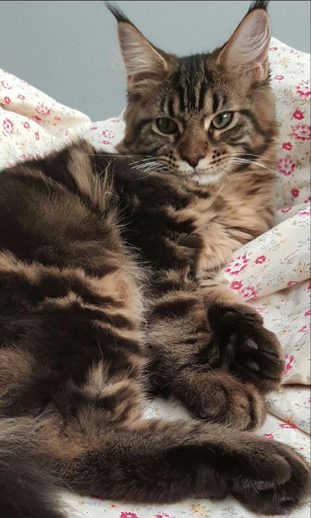healthy paws maine coon 