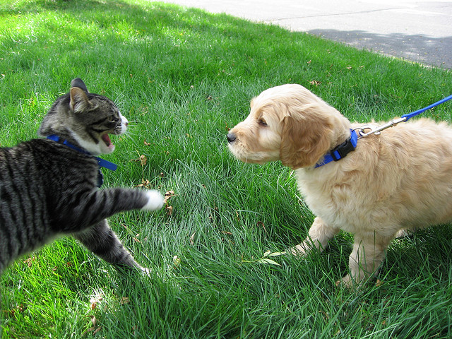 dogs cats fighting