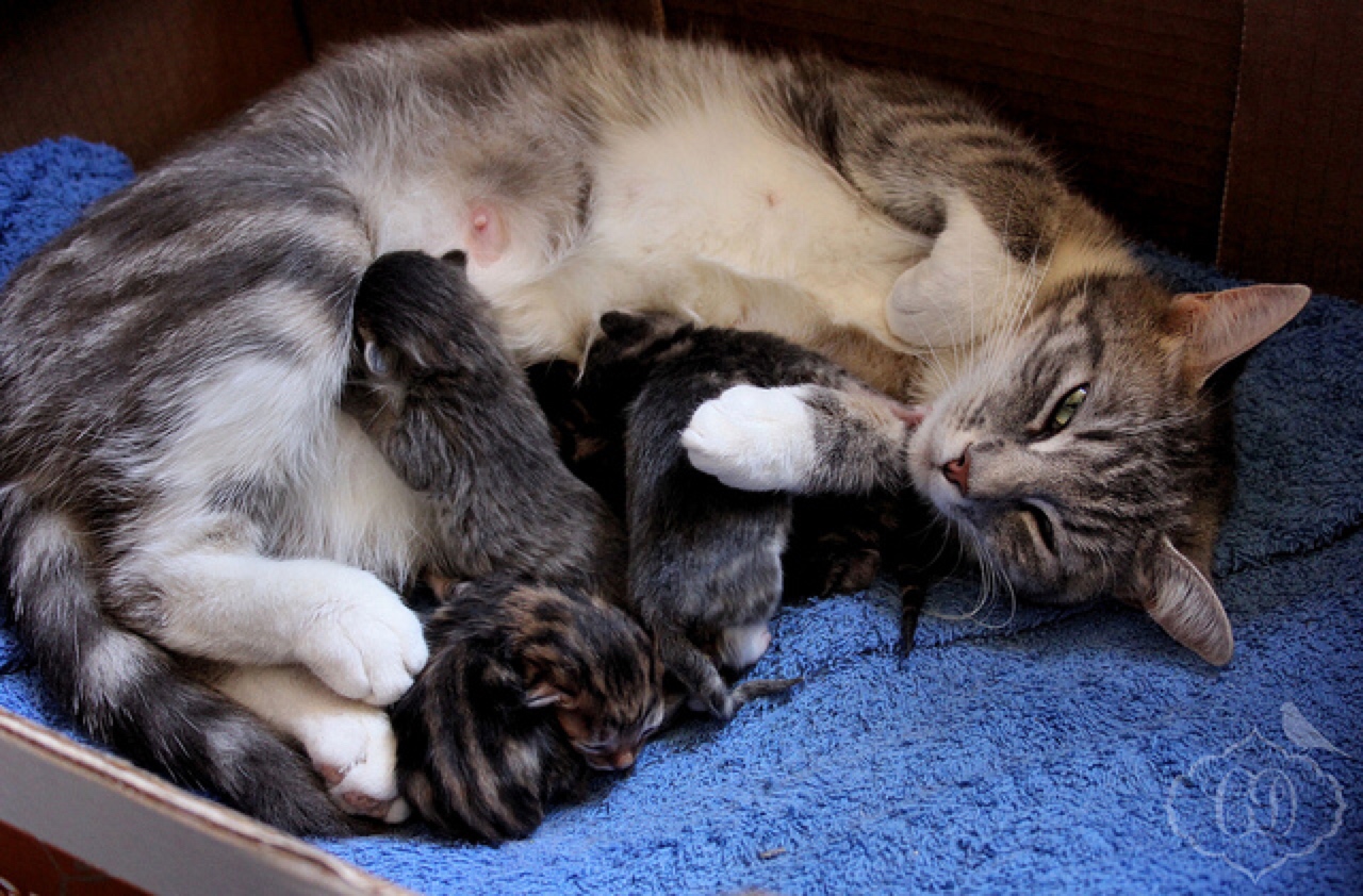 Mother cat purrs while nursing 