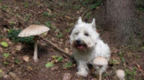 dog in the woods looking at mushrooms