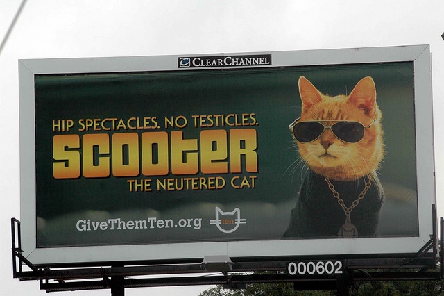 cat neuter billboard