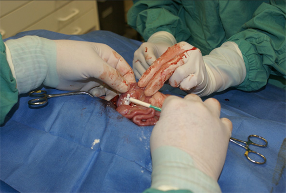 Pancreatic biopsy in dogs showing pancreatitis