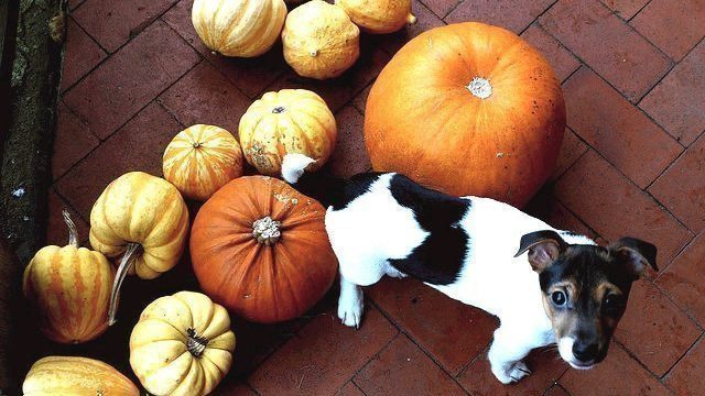 Pumpkin dog treat recipes