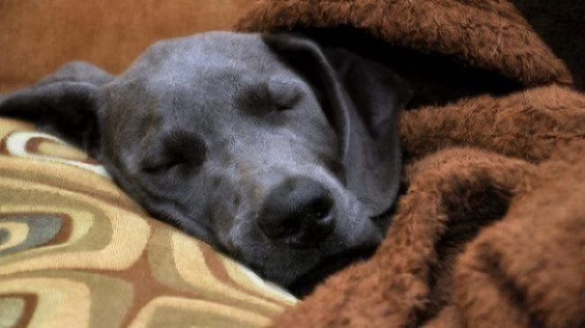 dog with upper respiratory infection sleeping on couch