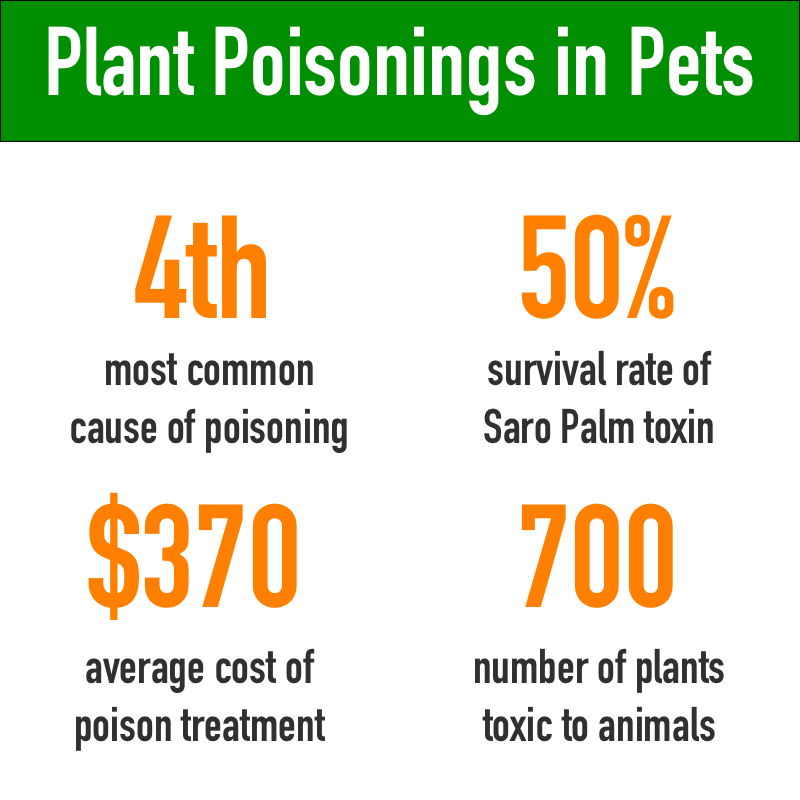 plants poisonous to cats and dogs