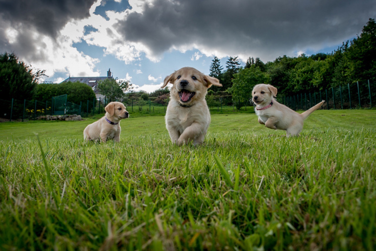 puppy party field day