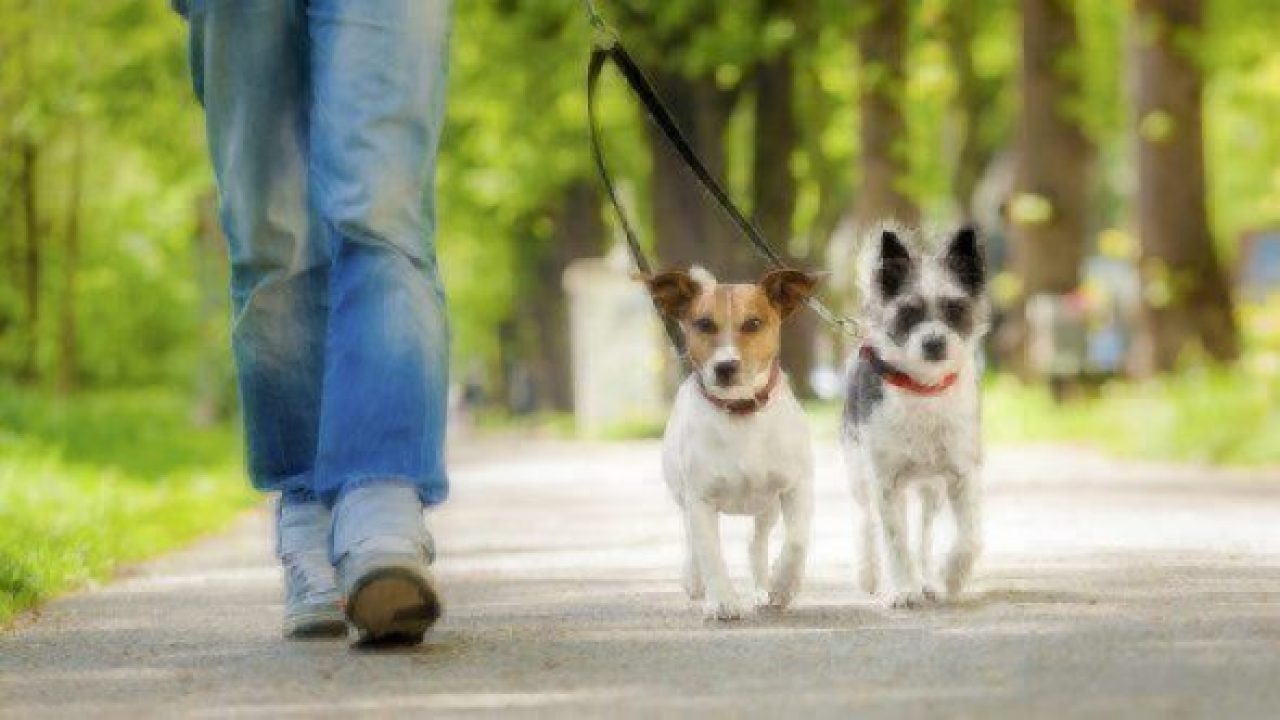 person walking two dogs