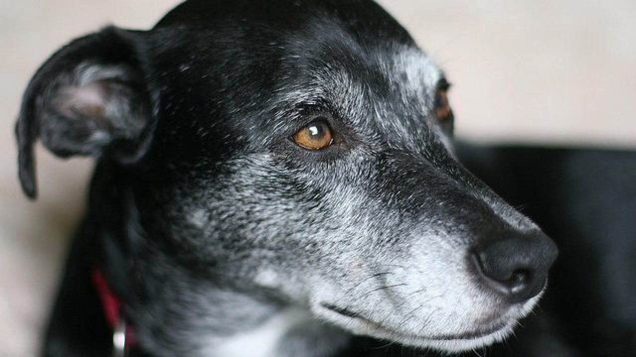 How to Help Senior Dogs Age Well Healthy Paws Pet Insurance