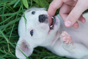 stop-a-puppy-from-biting
