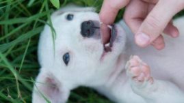 stop-a-puppy-from-biting