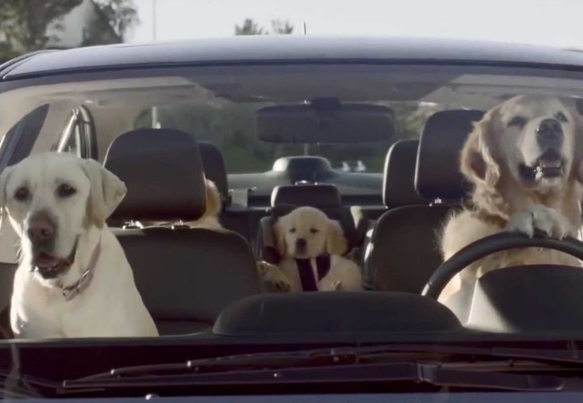 Subaru dogs driving