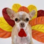Dog dressed like a turkey