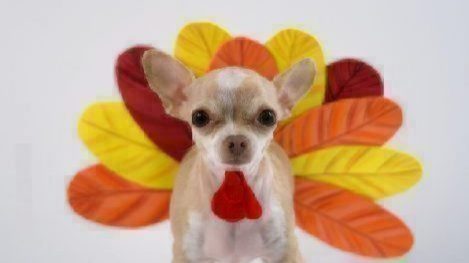 thanksgiving-chihuahua2