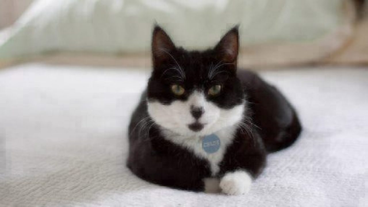 fluffy tuxedo cat