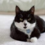 healthy paws tuxedo cat