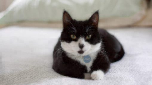 healthy paws tuxedo cat
