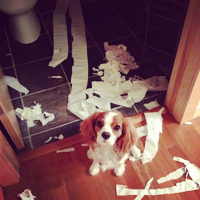 dog eating toilet paper
